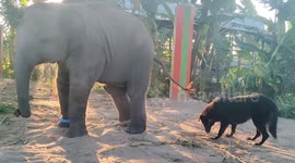 Annoyed baby elephant kicks pet dog in Thailand