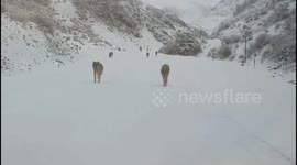 Terrifying moment wild wolves surround tourist's car in northwest China