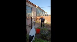 Injured red-crowned crane makes daily return visits to saviour