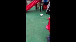 Energetic puppy plays on slide with children in China