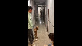 These two pet dogs could not bear to be parted