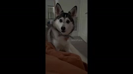 FRAP frenzy: Sapphie's zoomies take over the house!