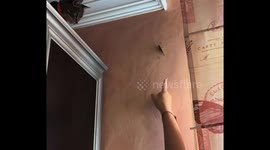 Cat's hunt backfires: grasshopper's daring escape leaves owner in shock