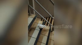 Determined pet cockatoo climbs apartment stairs with owner in Bangkok