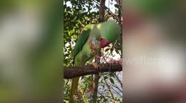 Parakeet in Thailand picks up ice cube with its foot to lick and cool off