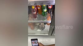 Pet Siamese cat refuses to step out of convenience store fridge