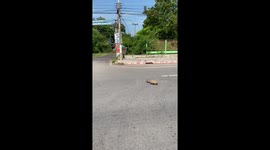 Cars slow down for two turtles crossing road in Thailand