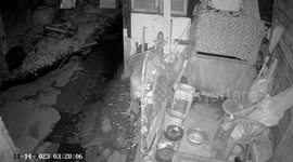 Hero husband wrestles with huge python trying to eat his pet cat