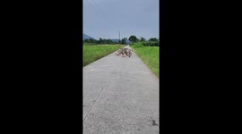 Flock of ducks block road in the Philippine countryside