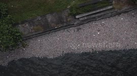 Hundreds of rotting fish cover bay sparking health concerns in the Philippines