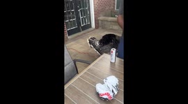 Dog turns into scaredy cat after friendly turkey starts chasing her around the pool area