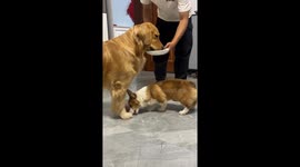 Golden retriever accidentally feeds corgi companion in delightful mealtime mix-up