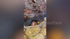 Zoo monkey soaks in Japanese hot spring bath with capybaras