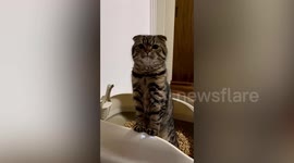 Pet tabby cat scrunches up face on litter box