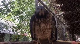 Thai wildlife staff use chopsticks to feed food to hawk