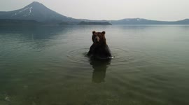 Drone pilot captures close-up footage of bears on the hunt of salmon in far-east Russia
