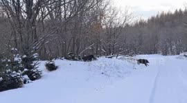 Group of boars captured running across snowy road in NE China's Heilongjiang