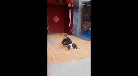 Pet border collie joins toddler helping with farm work