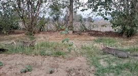 Two funny kitten running and fighting in garden ,Slow motion ,A friendly cute cat fight in slow motion at a home garden in India