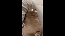 Buggy The Bulldog Can’t Work The Couch