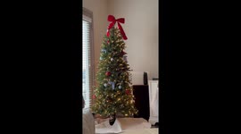 Kitten Cozies Up In Christmas Tree