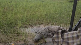 Tourist Boat Gets Too Close to Large Crocodile