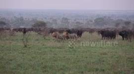 Buffalo Chase Away Lions