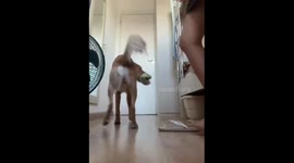 Dog's Reaction To Owner's Test
