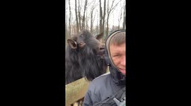 Guy and Goat Snort at Each Other