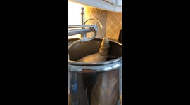 Excited Bread Dough Rises In Mixer