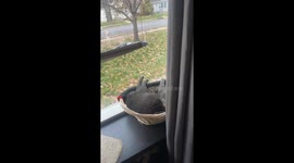 Cozy Cats Cuddle In Basket
