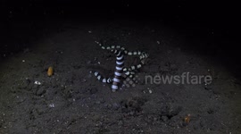 Striped Eels Swim To Make New Eels