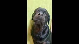 Dog Hides Stolen Candy in Its Mouth
