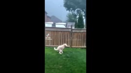 Even a hurricane cant stop this dog from going to the restroom