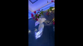 Butterfly koi fish floats in giant tank