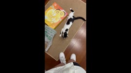 Pet cat pretends its legs are hurt to get owner's attention