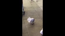 Pigeon with its head bent backwards baffles locals in China