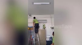 Brave government office worker catches green snake in building
