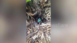 Local climbs down deep forest ditch to save neighbour's puppy