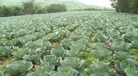 Organic farming helps Rwandan farmers expand global market presence