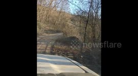 Forest worker encounters wild leopard in China