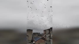 Dozens of swallows drop dead while flying over builds in China