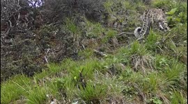 Snow leopards spotted in China's Giant Panda National Park