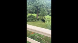 Fearless Pennsylvania grandma calmly films bear in her garden while grandkid freaks out