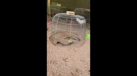 Hapless wild cobra gets caught in a chicken coop