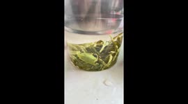 Fly rides a tea leaf to the surface of water jar