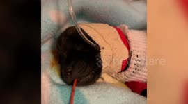Woman spends $20k building animal charity at her home and saves 200 pups