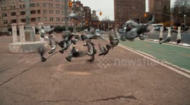 Company performs first ever electric air taxi flight over New York City