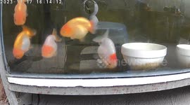 Philippines earthquake shakes fish tank in family's home