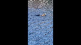 Otter Scraps With Iguana